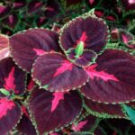 27 Hermosas Plantas para Tu Jardín Boscoso