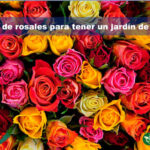 27 Impresionantes Variedades de Rosas Rosadas para Tu Jardín