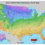 27 Perennes Sombrías Ideales para la Zona de Rusticidad 9