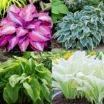 27 Plantas Compañeras para Hosta en Jardines Sombríos