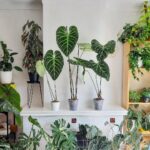 27 Plantas de Interior con Hojas Asombrosas