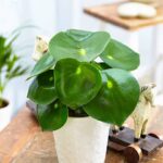 27 Plantas de Interior para Propagar en Noviembre