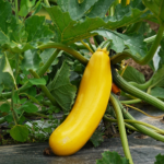 27 Plantas Ideales para Cultivar Junto al Zucchini
