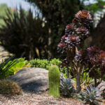 27 Suculentas Florales Deslumbrantes Para Jardines Interiores