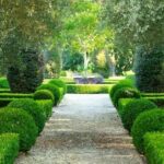 27 Variedades de Buxus para Tu Jardín