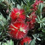 27 Variedades de Callistemon para Embellecer tu Jardín