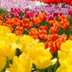 27 variedades de tulipanes rojos que revitalizarán tus jardines