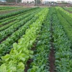 28 Plantas Amigas para Cultivar Junto al Espinaca