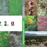 28 Plantas Invasoras a Evitar en el Noroeste del Pacífico
