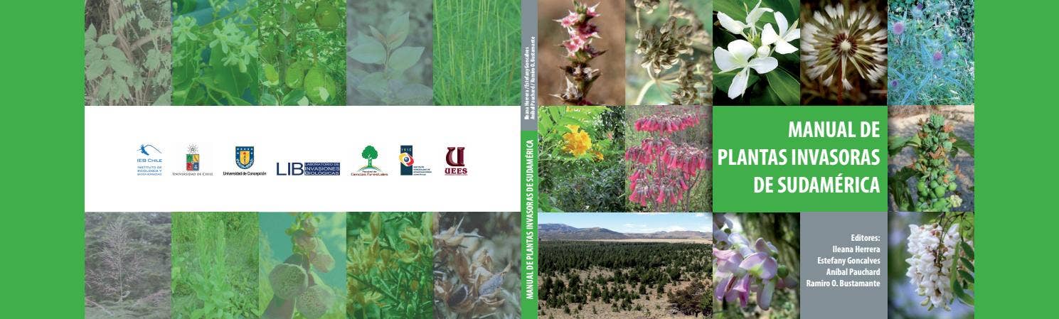 28 Plantas Invasoras que Debes Evitar en el Medio Oeste