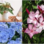 28 Plantas Nocivas que Debes Evitar en el Sureste