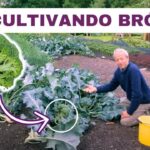 28 Variedades de Brócoli para Cultivar Este Año