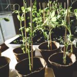29 Consejos esenciales para cultivar en macetas y contenedores