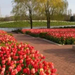 29 Hermosas Flores Patrimoniales Para Tu Jardín