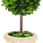 29 Plantas Ideales para Crear Hermosos Topiarios