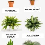 29 Plantas Ideales para Tener en tu Oficina
