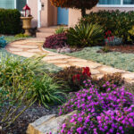 29 Plantas Nativas de California para tu Jardín