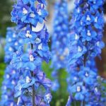 29 Variedades de Delphinium para Plantar Esta Temporada