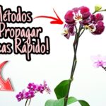 3 métodos sencillos para propagar orquídeas fácilmente