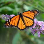 30 Hermosas Plantas Anfitrionas para Atraer Mariposas