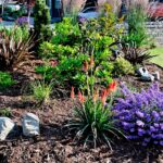 31 Anuales Autosiembra para un Jardín Colorido sin Esfuerzo