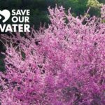 31 Árboles Floridos Perfectos para el Clima de California