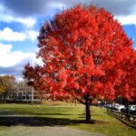 31 Árboles Ideales para Jardines y Hogares de Tennessee