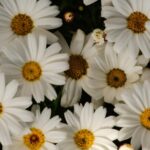 31 Arbustos de Flores Blancas para Embellecer tu Jardín