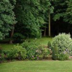 31 Arbustos Ideales para Jardines y Zonas Sombrías