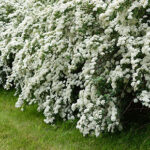 31 Espléndidas Variedades de Spirea para Tu Jardín