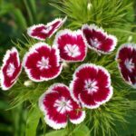 31 Flores Anuales que Florecen Todo el Verano