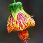 31 Flores Inusuales y Únicas para Cultivar en Casa