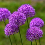 31 Flores Perennes que Prosperan Bajo el Sol Radiante