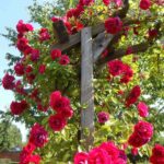 31 Hermosas Rosas Trepadoras para Pérgolas y Enrejados