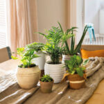 31 Ideas Vibrantes de Plantas para Macetas en Sombra
