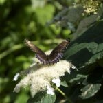 31 Plantas Autóctonas Imperdibles para el Medio Oeste