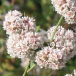 31 Plantas Autóctonas Imperdibles para el Sureste