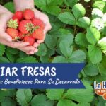 31 Plantas Ideales para Cultivar junto a las Fresas
