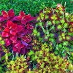 31 Plantas Perennes de Jardín con Follaje Vistoso