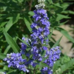 31 Plantas Perennes Ideales para Cultivar en Colorado