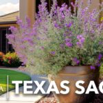 31 Plantas Perennes Ideales para Jardines en Texas
