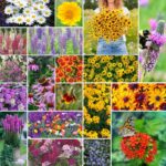 31 Plantas Perennes para Plantar Este Otoño