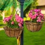 31 Suculentas Colgantes para Canastas Decorativas