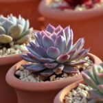 31 Suculentas Resistentes a la Sombra para tu Jardín Interior