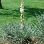 31 Variedades de Yucas Ideales para Jardines Resistentes a la Sequía