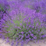 31 variedades únicas de lavanda: tipos y cultivares distintos