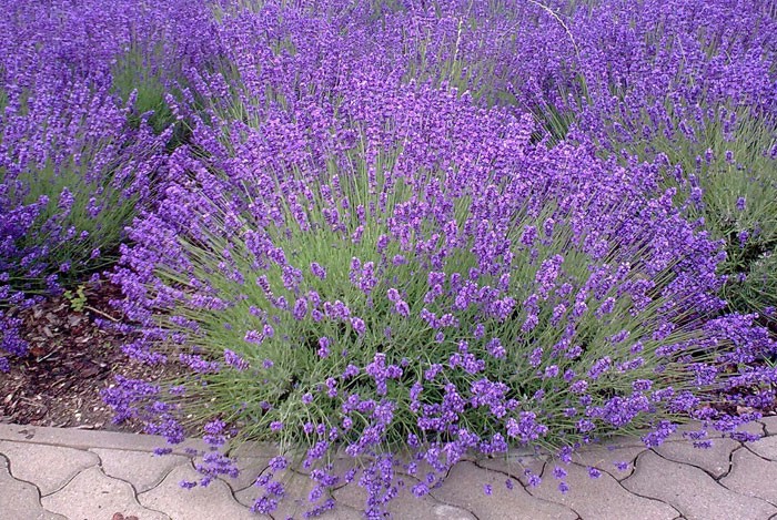 31 variedades únicas de lavanda: tipos y cultivares distintos