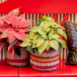31 Variedades Únicas de Pascuas para Cultivar Este Año