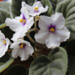31 Variedades Únicas de Violetas Africanas