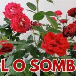 33 Rosales Hermosos que Prosperan en la Sombra
